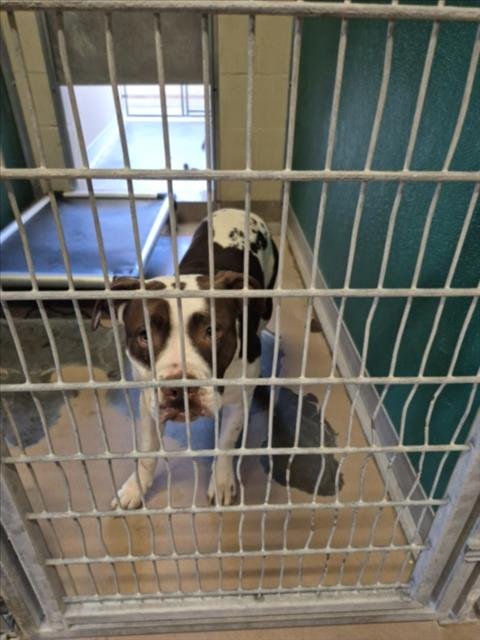 BITZY - Pit Bull Terrier available for adoption