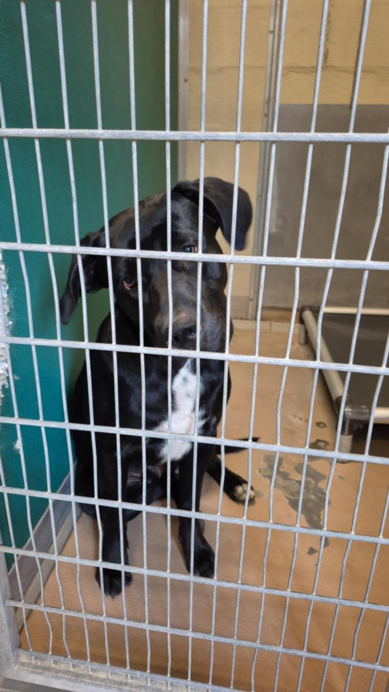 ELVIS - Labrador Retriever available for adoption