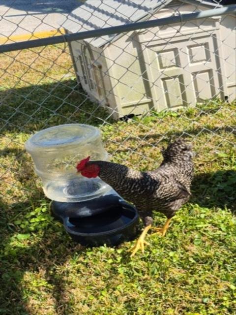 HENRY - Chicken available for adoption