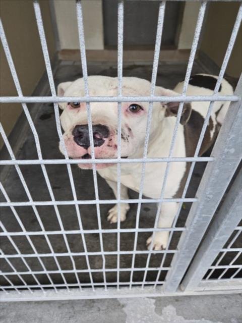 TYSON - Pit Bull Terrier available for adoption