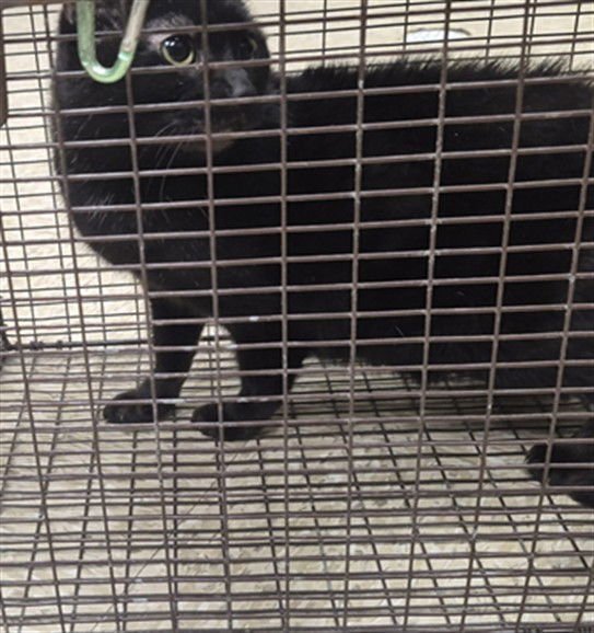 JEWEL - Domestic Short Hair available for adoption