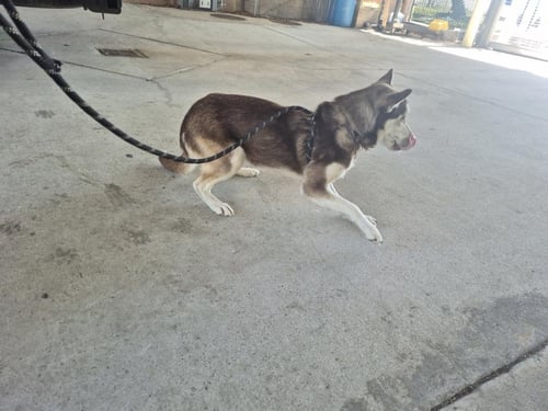 MOJO - Siberian Husky available for adoption