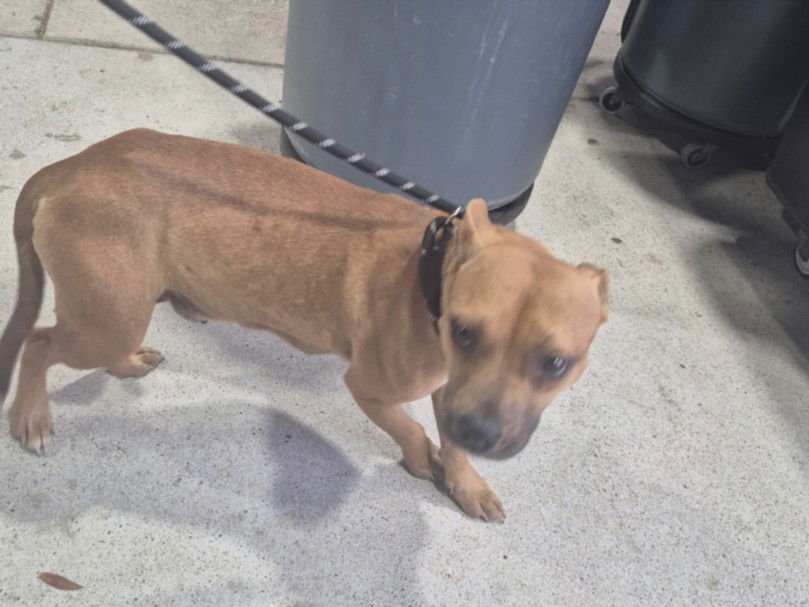 SUNNY - Black Mouth Cur available for adoption