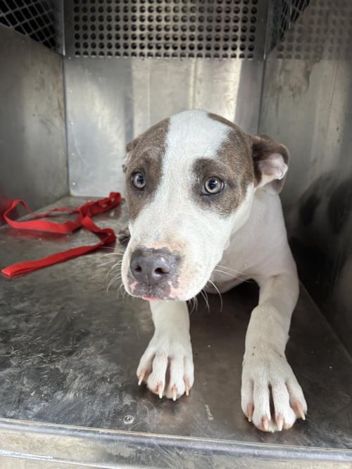 MAJESTY - American Pit Bull Terrier available for adoption