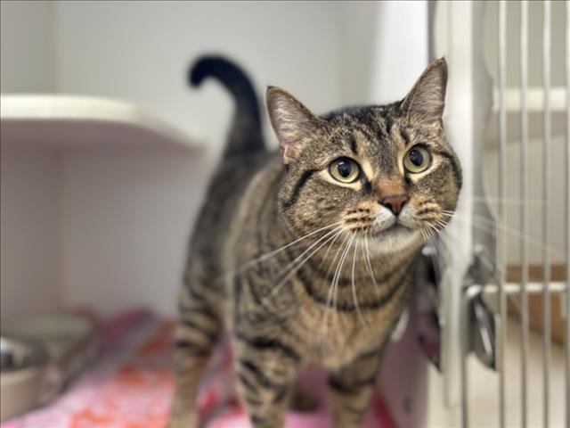 RIVER - Domestic Short Hair available for adoption