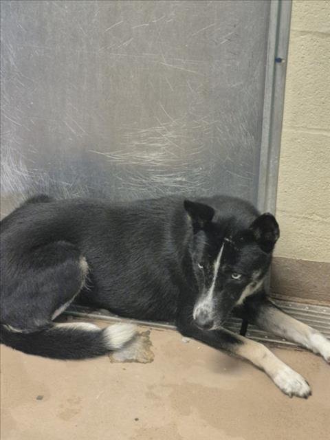 A042686 - Siberian Husky available for adoption