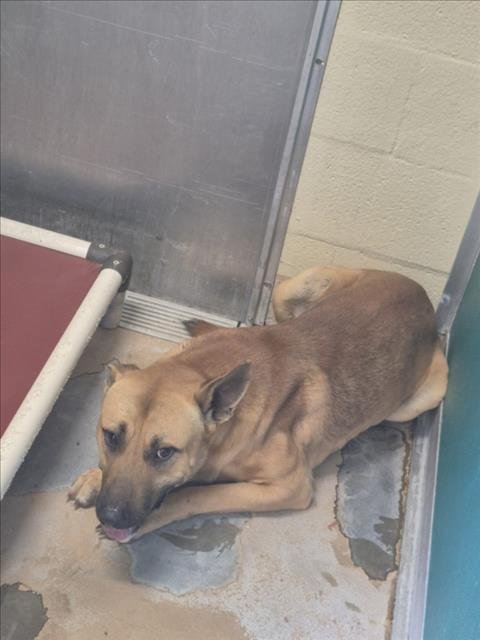 A042689 - Black Mouth Cur available for adoption