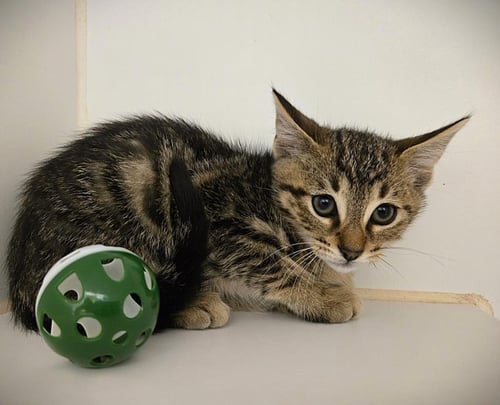 MILES - Domestic Short Hair available for adoption