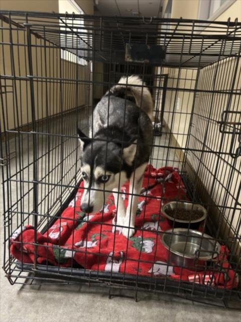 BLUE - Husky available for adoption