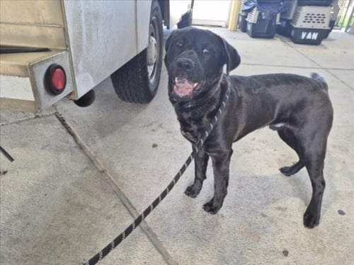 SHADOW - Labrador Retriever available for adoption