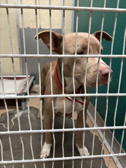 CITRINE - Pit Bull Terrier available for adoption