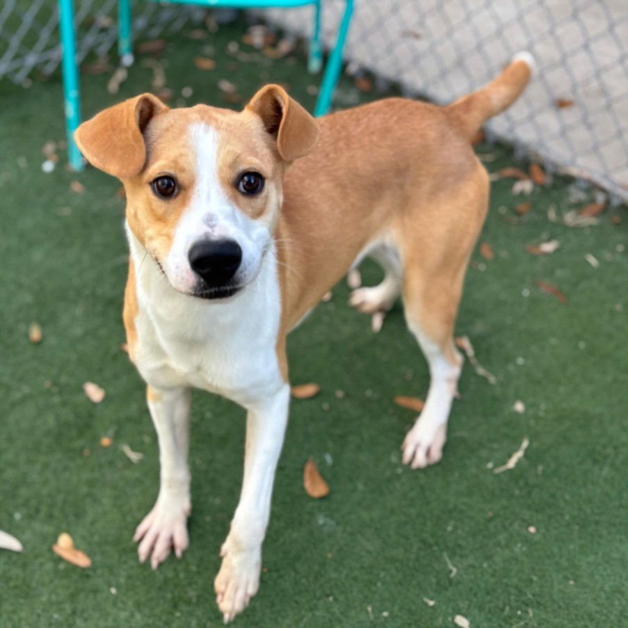 NORTON - Labrador Retriever available for adoption