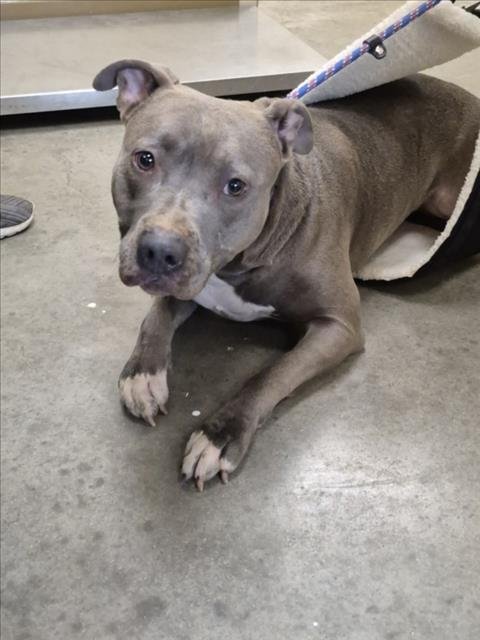 JOY - Pit Bull Terrier available for adoption