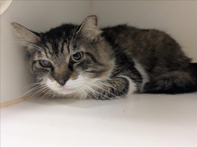 BEAR - Domestic Medium Hair available for adoption