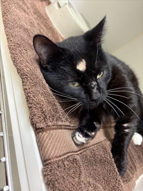 BINX - Domestic Short Hair available for adoption