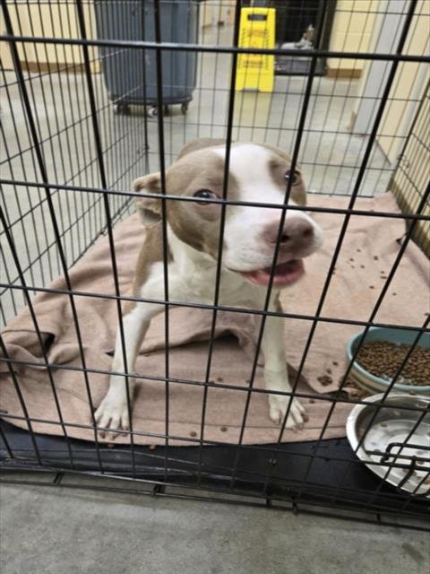 A043426 - Pit Bull Terrier available for adoption