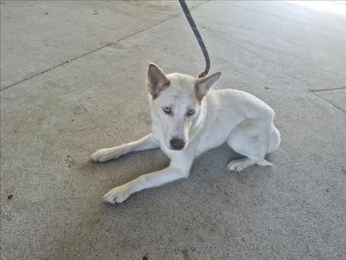 SIREN - Siberian Husky available for adoption