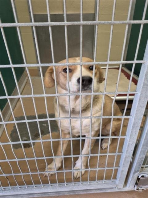 A042708 - Labrador Retriever available for adoption