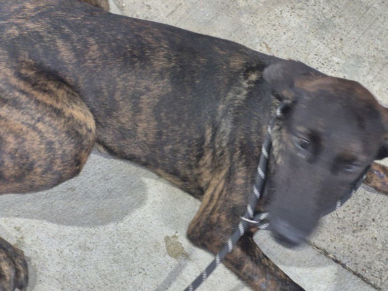 TIGER - Dutch Shepherd available for adoption