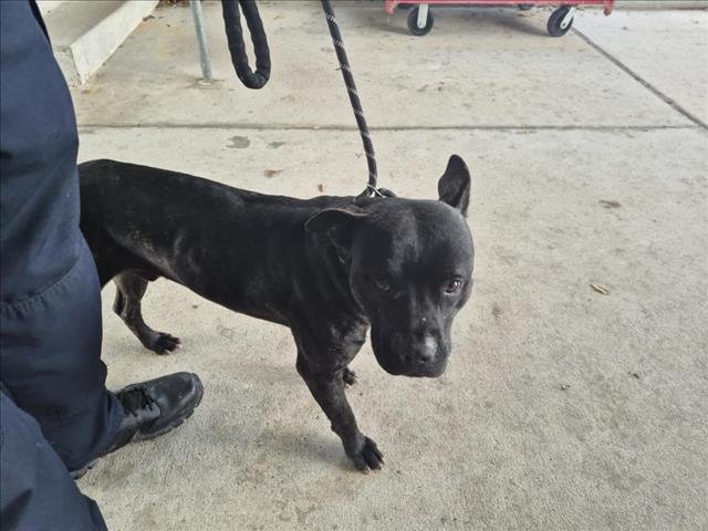 A042978 - Pit Bull Terrier available for adoption