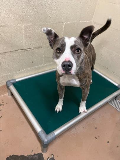 A042991 - Pit Bull Terrier available for adoption