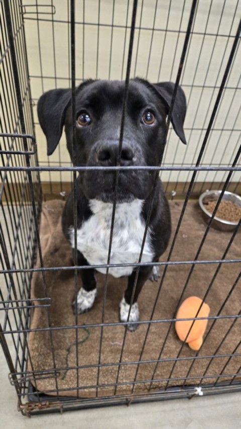 STERLING - Pit Bull Terrier available for adoption