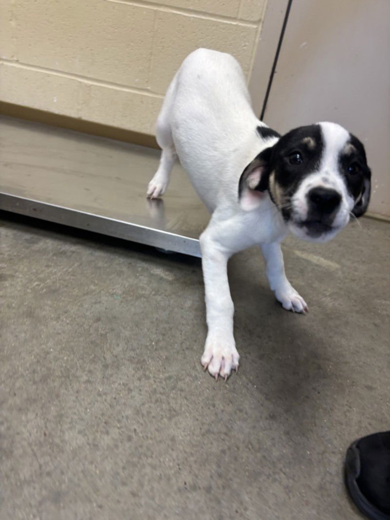 NILE - Labrador Retriever available for adoption