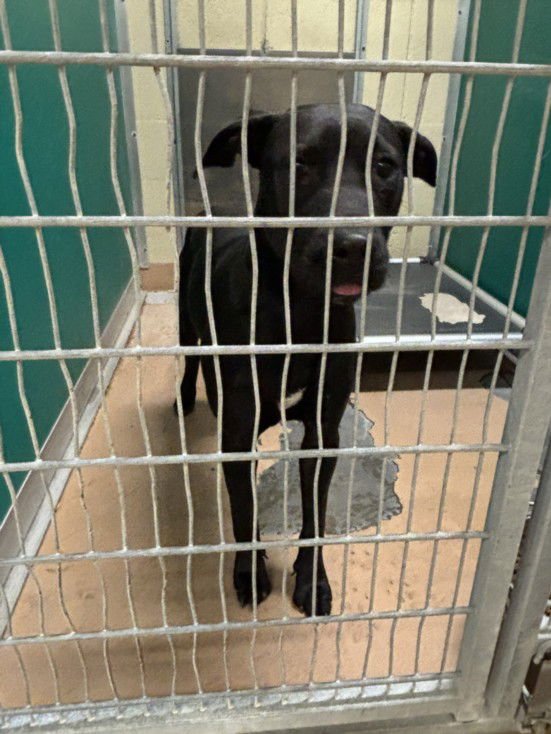 ONYX - Labrador Retriever available for adoption