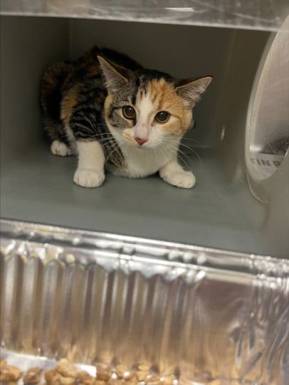 KIMCHI - Domestic Short Hair available for adoption