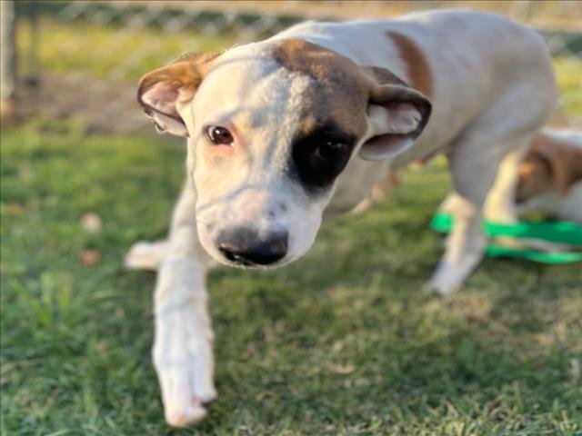 APOLLO - Pit Bull Terrier available for adoption