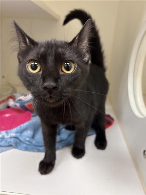 PUMPKIN - Domestic Short Hair available for adoption