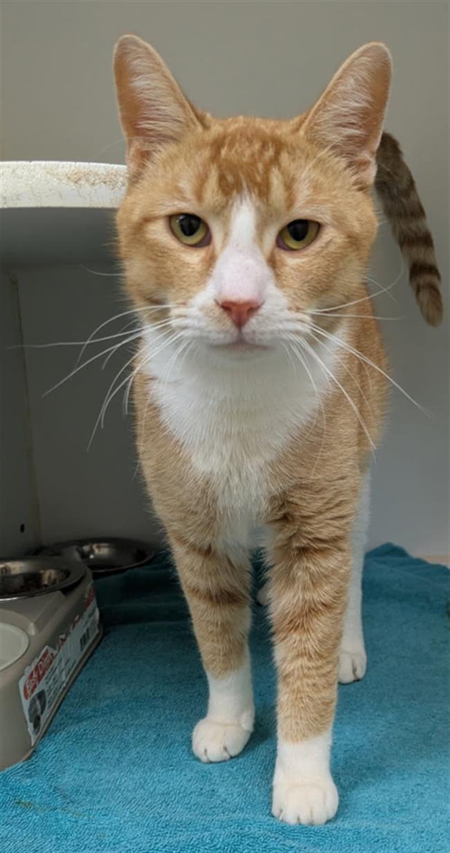 DONALD II - Domestic Short Hair available for adoption