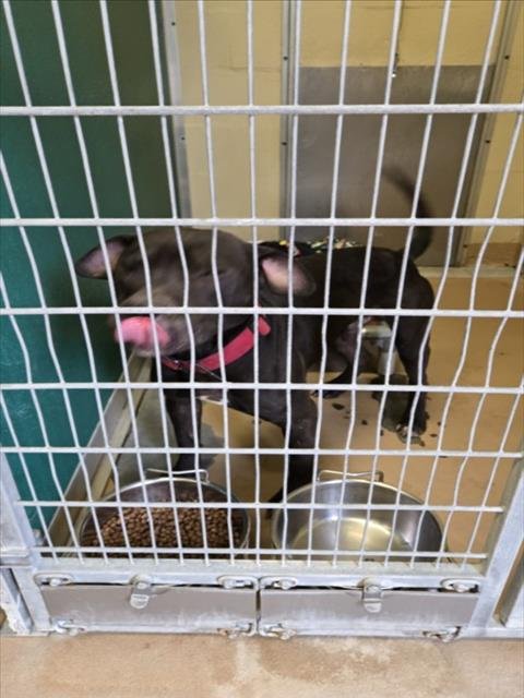 OBSIDIAN - Pit Bull Terrier available for adoption