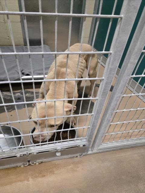 FLYNN - Pit Bull Terrier available for adoption