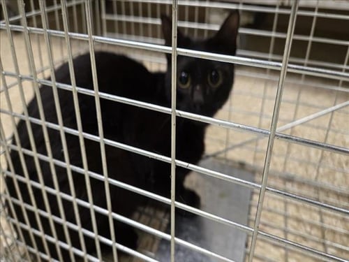 NYX - Domestic Short Hair available for adoption