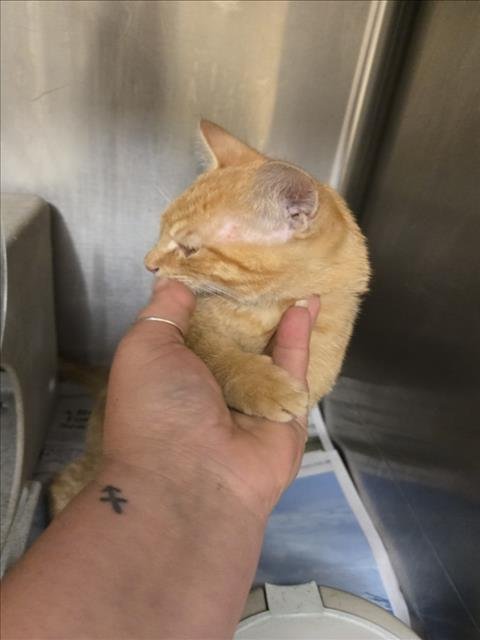 JULIUS - Domestic Short Hair available for adoption