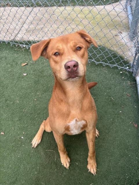 CANELO - Labrador Retriever available for adoption