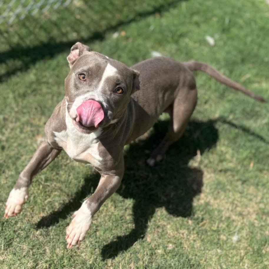 MACADAMIA - Pit Bull Terrier available for adoption