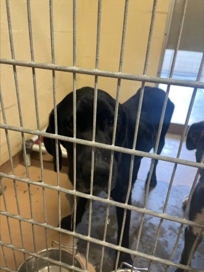 MR. FREDRICKSON - Labrador Retriever available for adoption