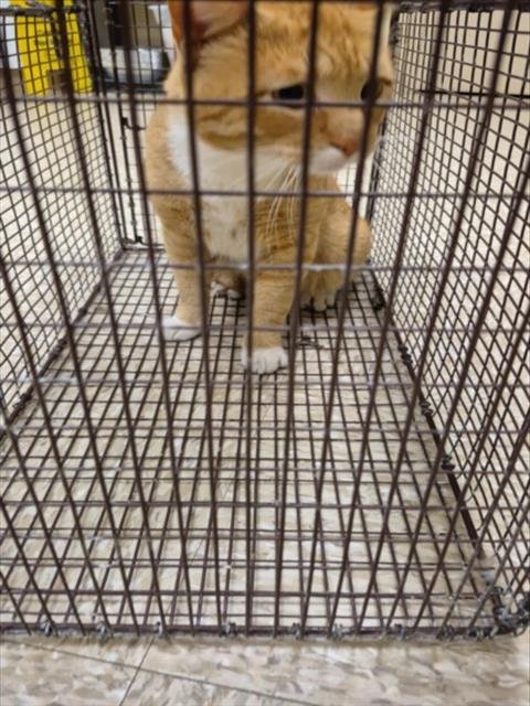 A043030 - Domestic Short Hair available for adoption