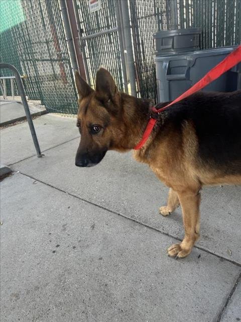 ROSCOE - German Shepherd Dog available for adoption