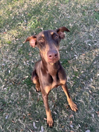 A042675 - Doberman Pinscher available for adoption