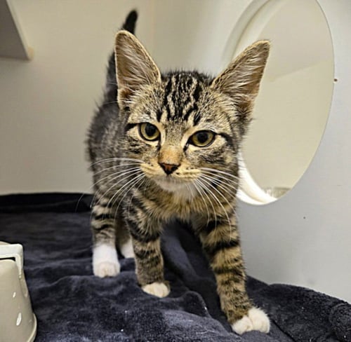 PEAR - Domestic Short Hair available for adoption