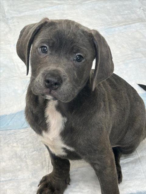 CONWAY - Pit Bull Terrier available for adoption