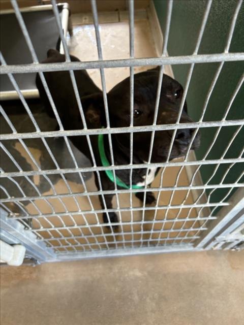 COSMO - Labrador Retriever available for adoption