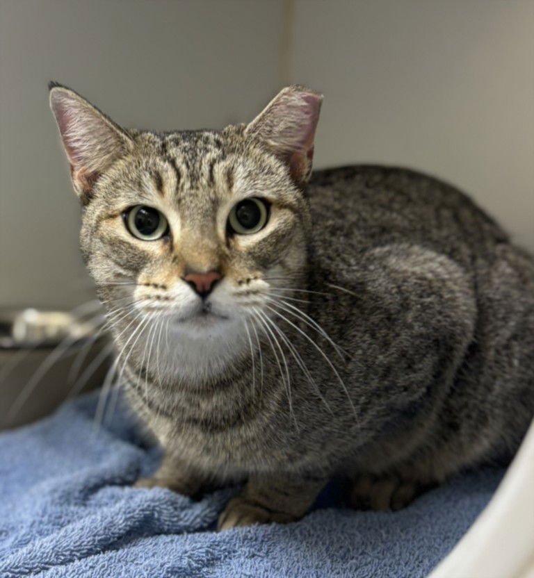 SAVANNAH - Domestic Short Hair available for adoption