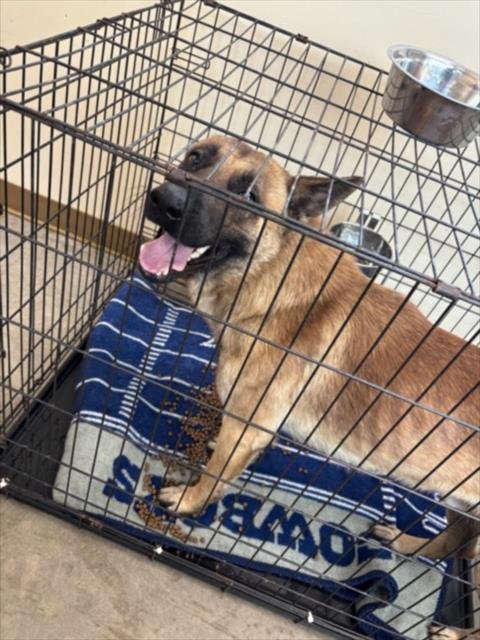 DUSTY - German Shepherd Dog available for adoption