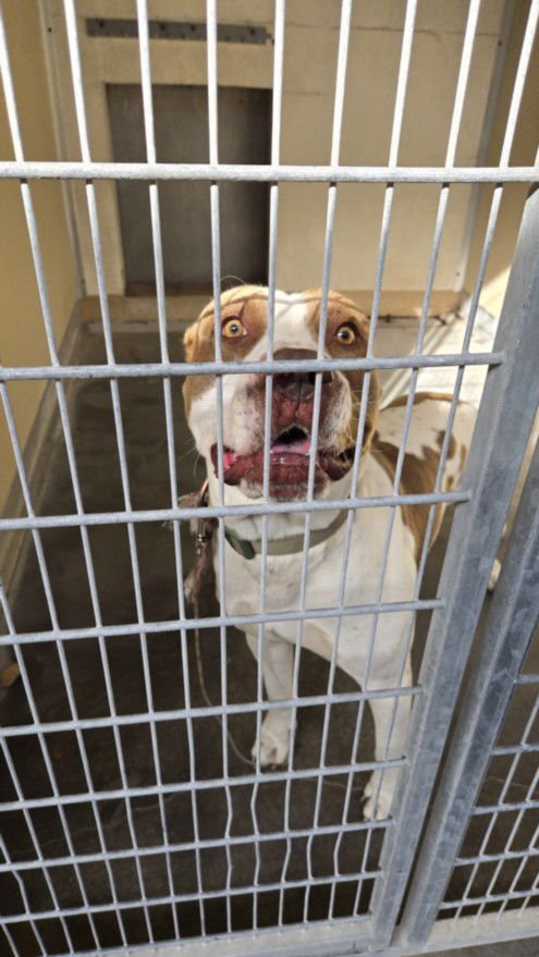 MILWAUKEE - Pit Bull Terrier available for adoption