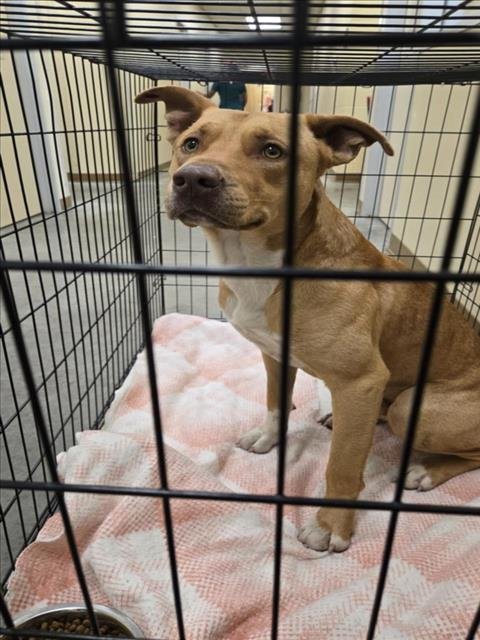 SOL - Pit Bull Terrier available for adoption