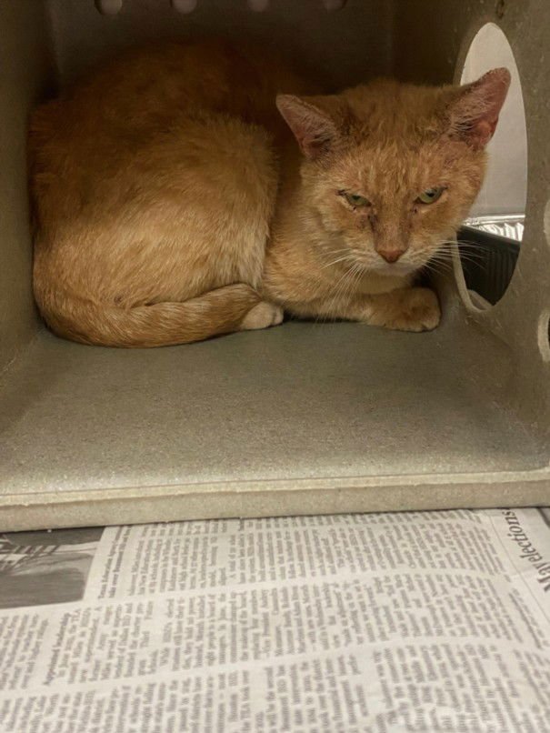 A042835 - Domestic Short Hair available for adoption